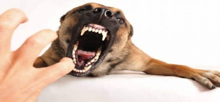 Edomex, entidad a nivel nacional con mayoría de casos de mordeduras de perros