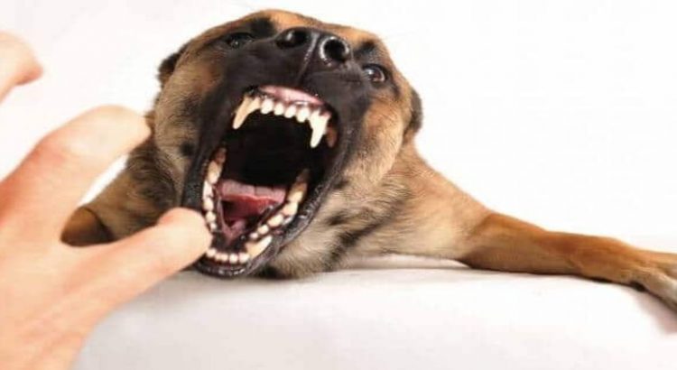 Edomex, entidad a nivel nacional con mayoría de casos de mordeduras de perros