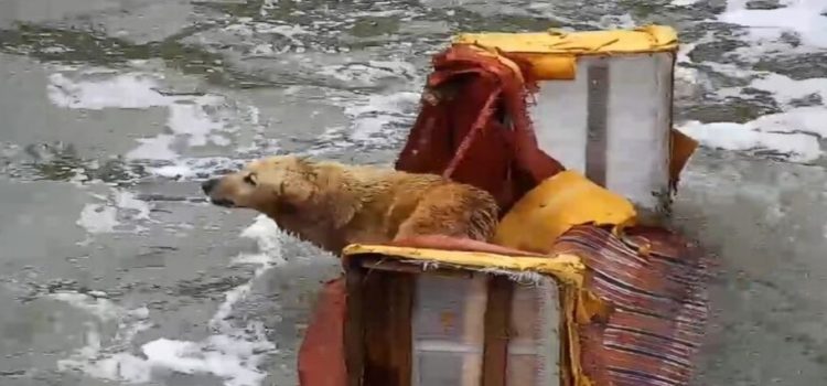 Rescatan a un perro flotando en un sillón en Naucalpan