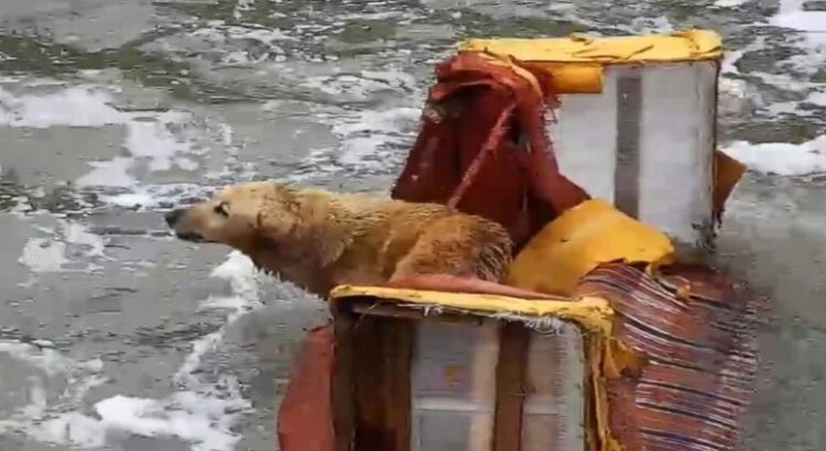 Rescatan a un perro flotando en un sillón en Naucalpan