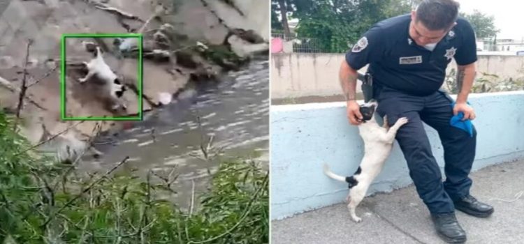 Policías de Naucalpan rescatan a perrito a punto de morir ahogado