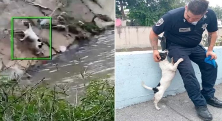 Policías de Naucalpan rescatan a perrito a punto de morir ahogado