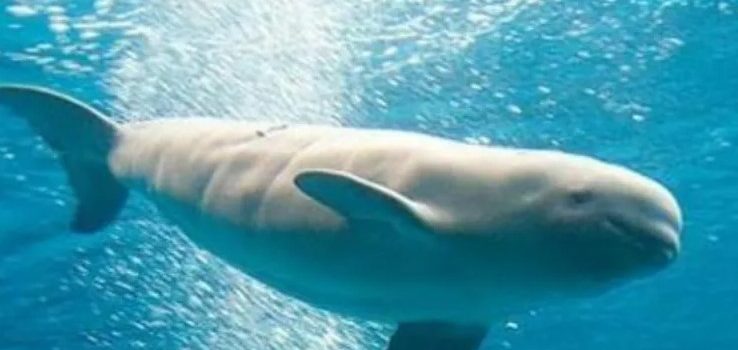 Libra México sanciones por la vaquita marina