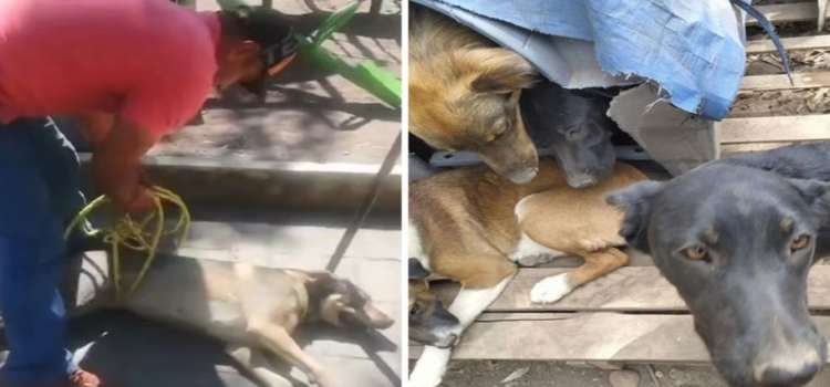 Denuncian desalojo violento de 30 mascotas en Parque Molinos de Viento, Naucalpan