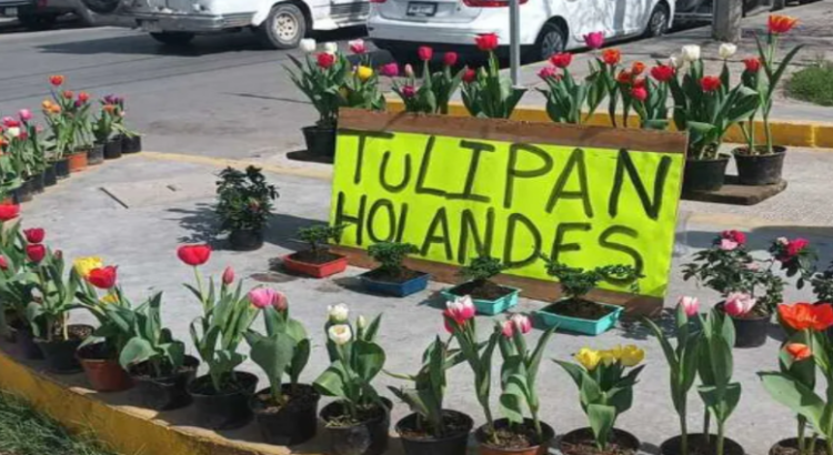 Tulipanes holandeses llegan a La Laguna decorar este 14 de febrero en Edomex