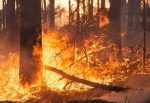 Qué dice el Código Penal sobre provocar incendios forestales en Edomex