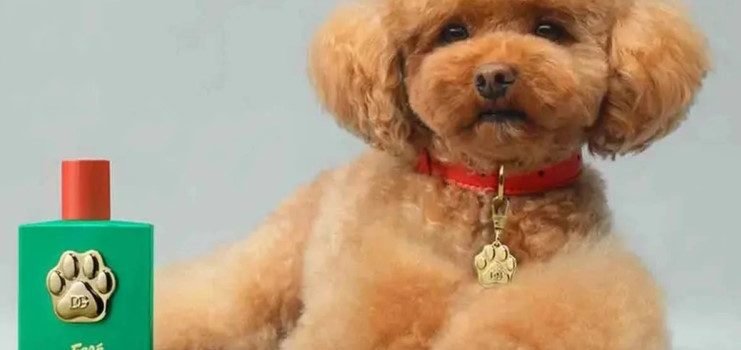 Dolce & Gabbana lanza perfume para perros: lujo y controversia Dolce & Gabbana lanza perfume para perros: lujo y controversia