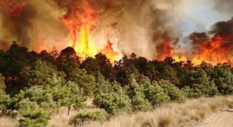 Gobierno de Edomex convoca a guardianes para proteger sus bosques de los incendios forestales