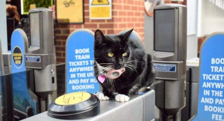 Gata recibe pase vitalicio para viajar en tren