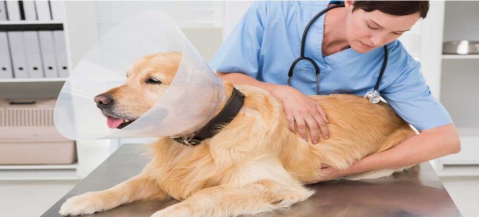 Jornada gratuita de esterilización para mascotas en Naucalpan