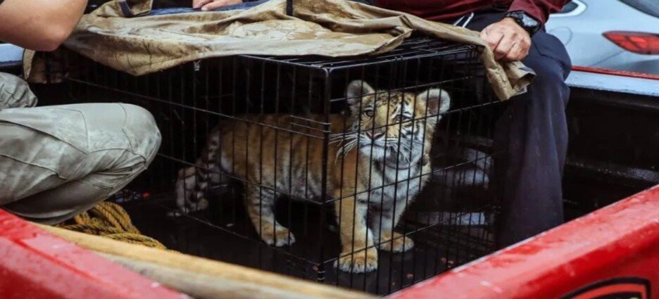 Rescatan a cachorro de tigre de bengala en Naucalpan