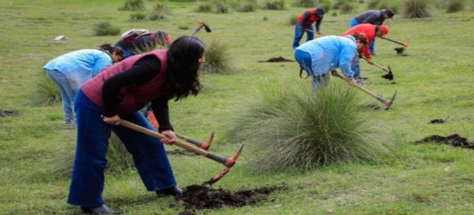Reforestan zonas estratégicas de Naucalpan