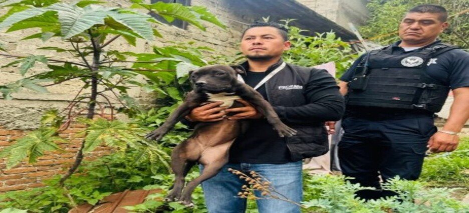 Rescatan a 8 animales en condiciones de abandono en Naucalpan
