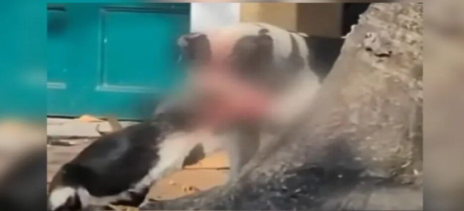 Perro se sale de control y ataca a gato en Naucalpan