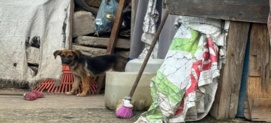 Rescatan a perrita que sufría maltratos en Naucalpan