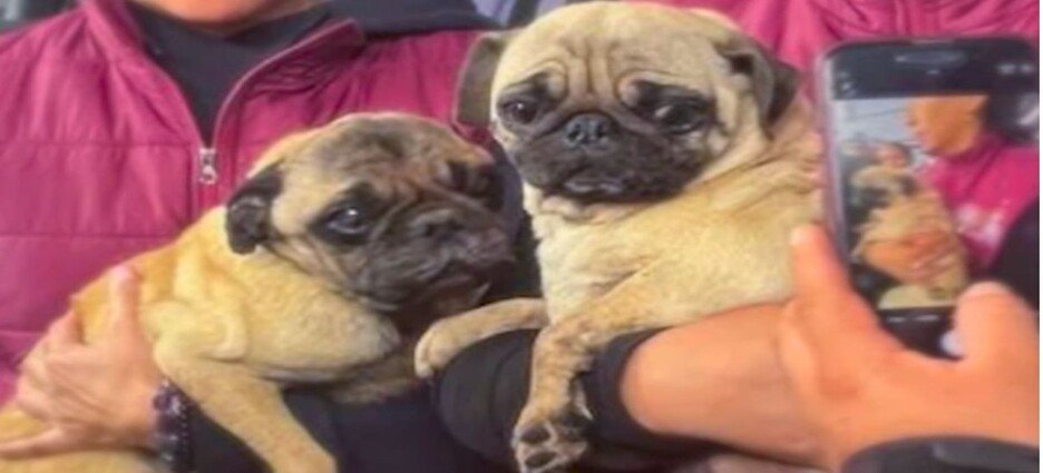 Rescatan a perritos de criadero clandestino en Naucalpan