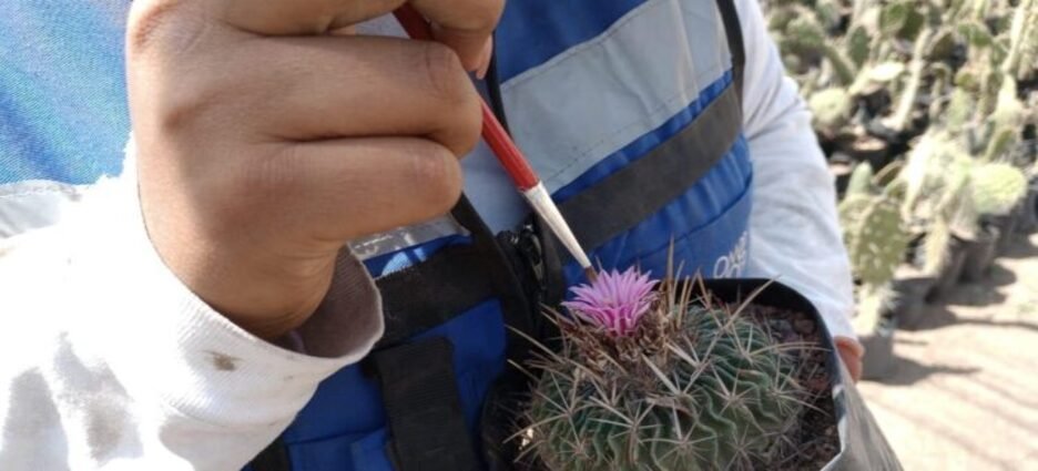 Emplean polinización manual para preservar especies de plantas en Naucalpan