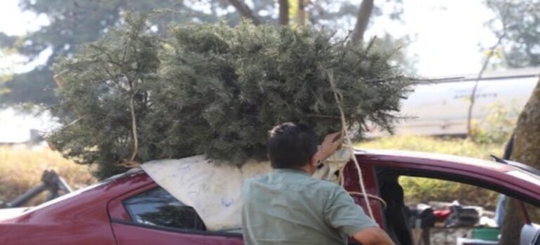 Anuncian recolección de arbolitos navideños al término de las fiestas en Naucalpan