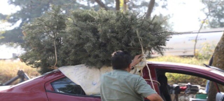 Anuncian recolección de arbolitos navideños al término de las fiestas en Naucalpan