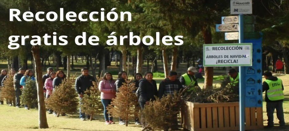 Habrá recolección de árboles de Navidad en Naucalpan