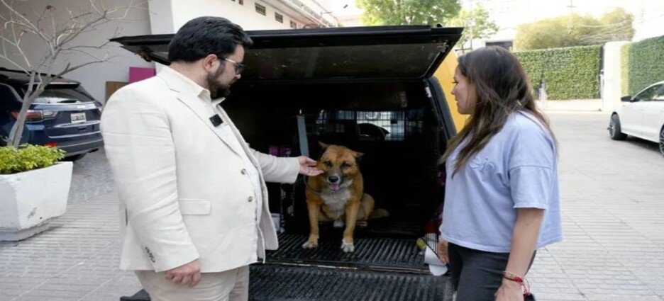 Personal de Bienestar Animal rescata a perrito que habría sido arrojado por las escaleras en Naucalpan