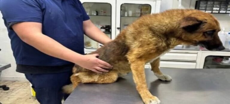 Asociación civil presenta denuncia contra agresor de perrito en Naucalpan