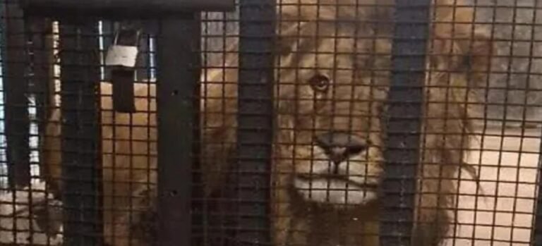 Rescatan león salvaje durante cateo en Naucalpan