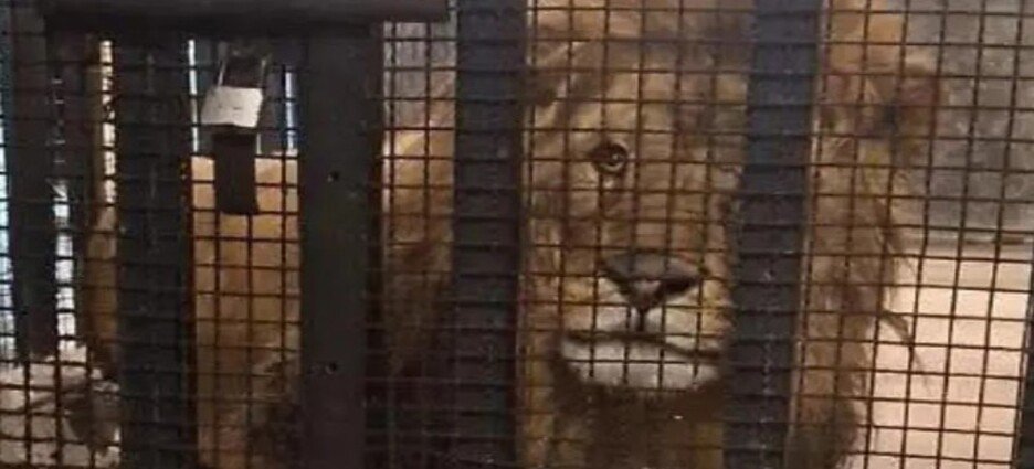 Rescatan león salvaje durante cateo en Naucalpan