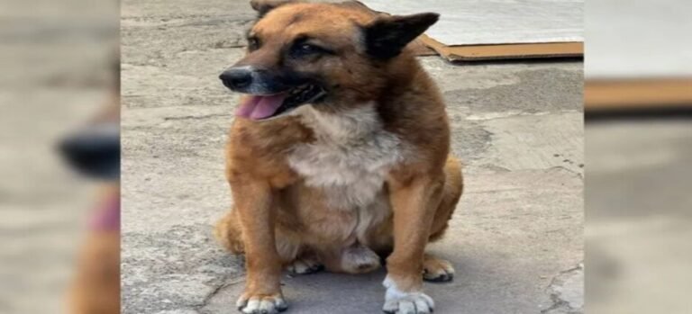 'Lobito' será dado en adopción tras recuperarse de lesiones en Naucalpan