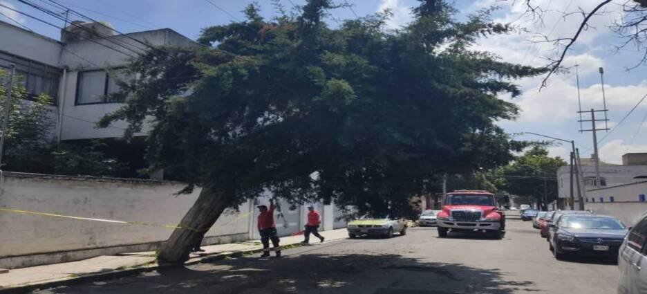 Seguirán brigadas para retirar árboles caídos tras lluvias en Toluca